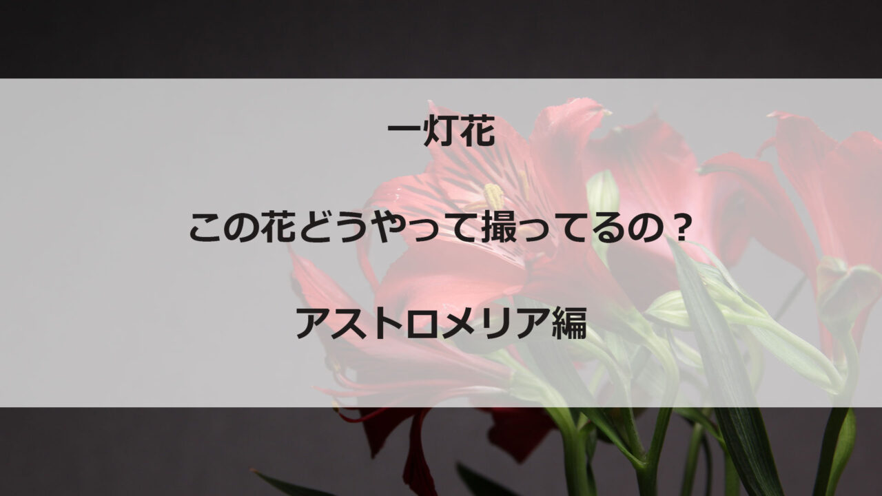 一灯花・アストロメリア撮影のブログ記事アイキャッチ