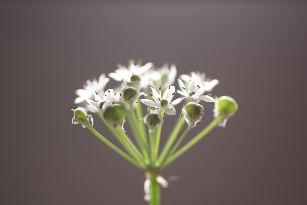 一灯花のニラをレフ板なしで撮影