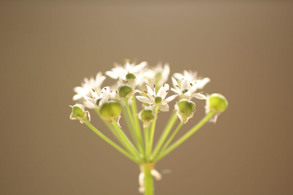 一灯花のニラを黄色の画用紙レフで撮影