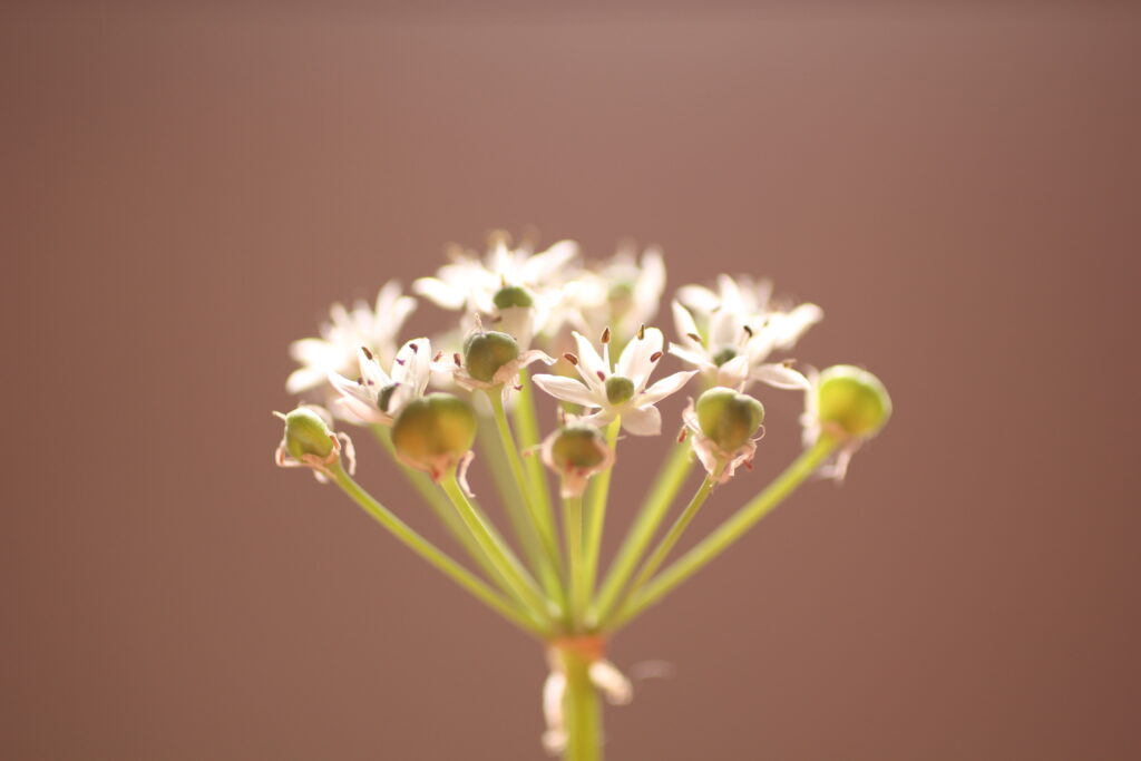 一灯花のニラをオレンジの画用紙レフで撮影