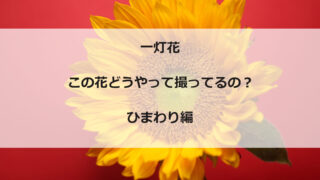 一灯花のひまわり撮影記事のアイキャッチ