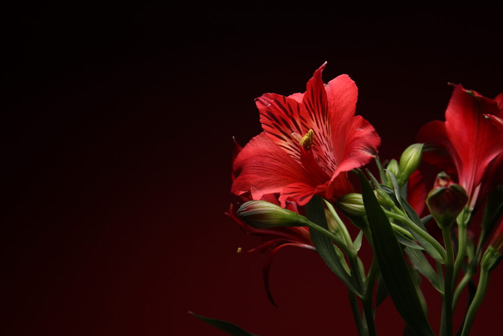 一灯花のアストロメリアを画用紙背景で撮影