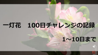 一灯花　100日チャレンジの記録1