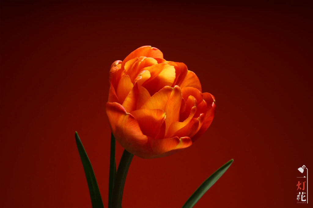 一灯花　チューリップ