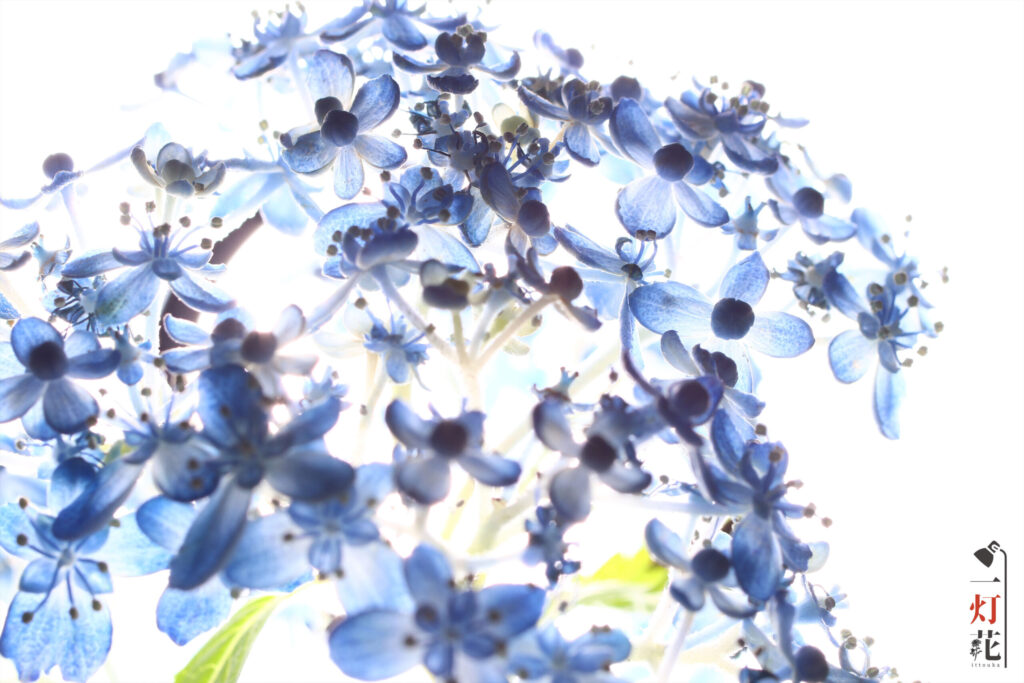 一灯花　あじさい