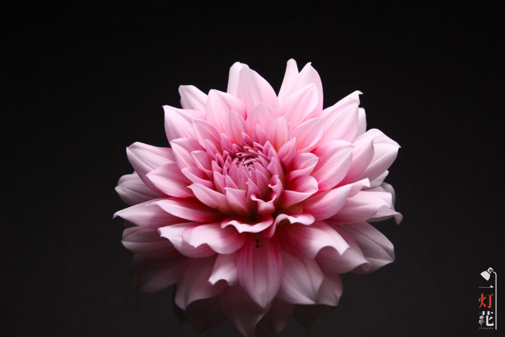 一灯花　ダリア