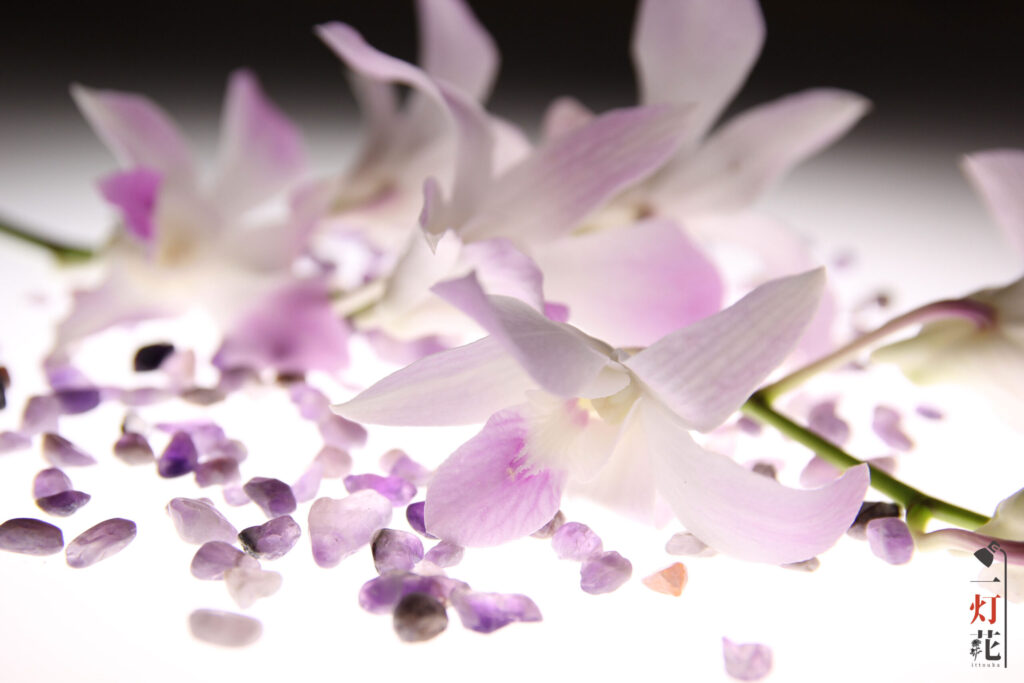 一灯花　デンファレ