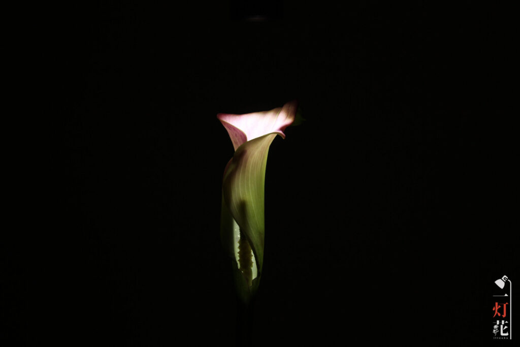 一灯花　カラー