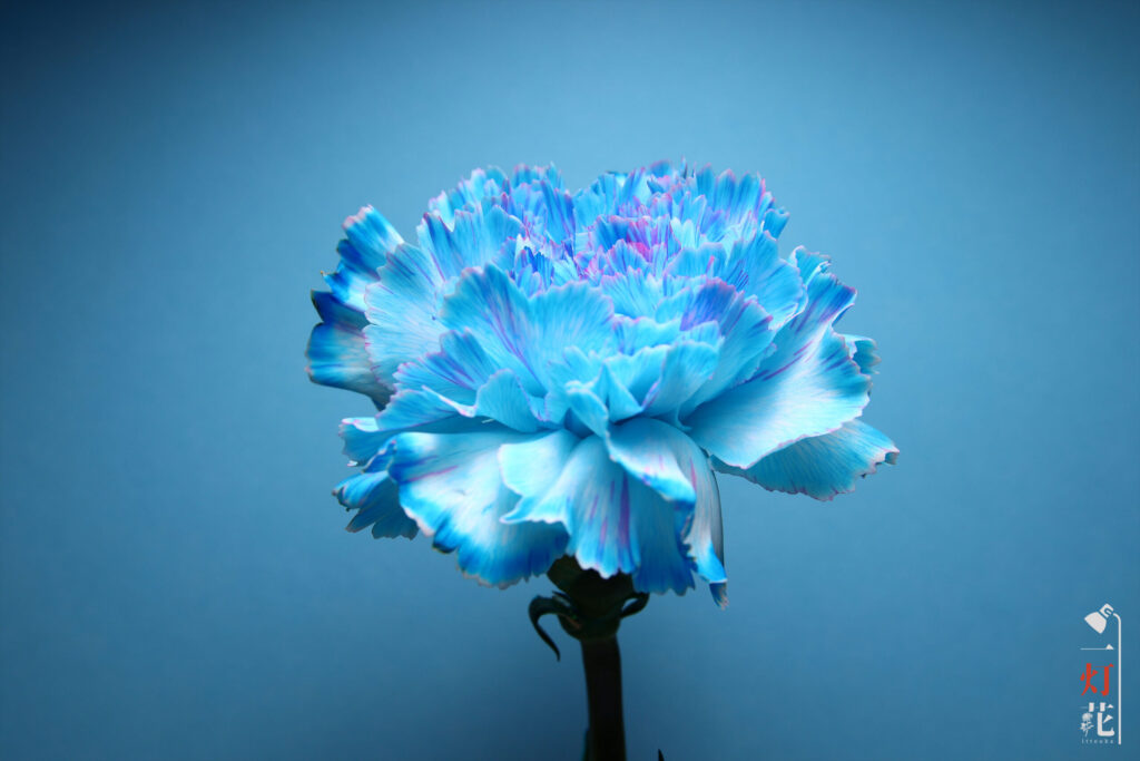 一灯花　カーネーション