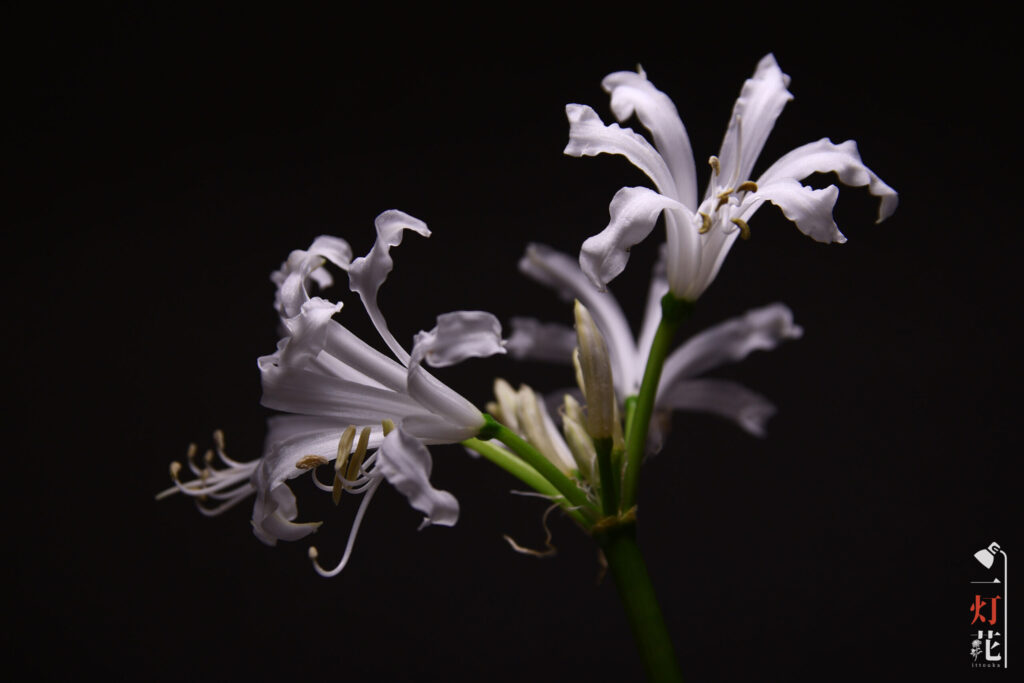 一灯花　ネリネ