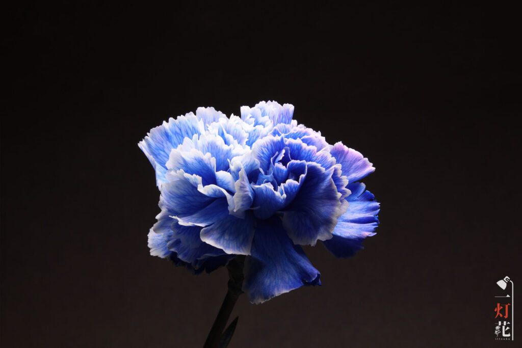 一灯花　カーネーション