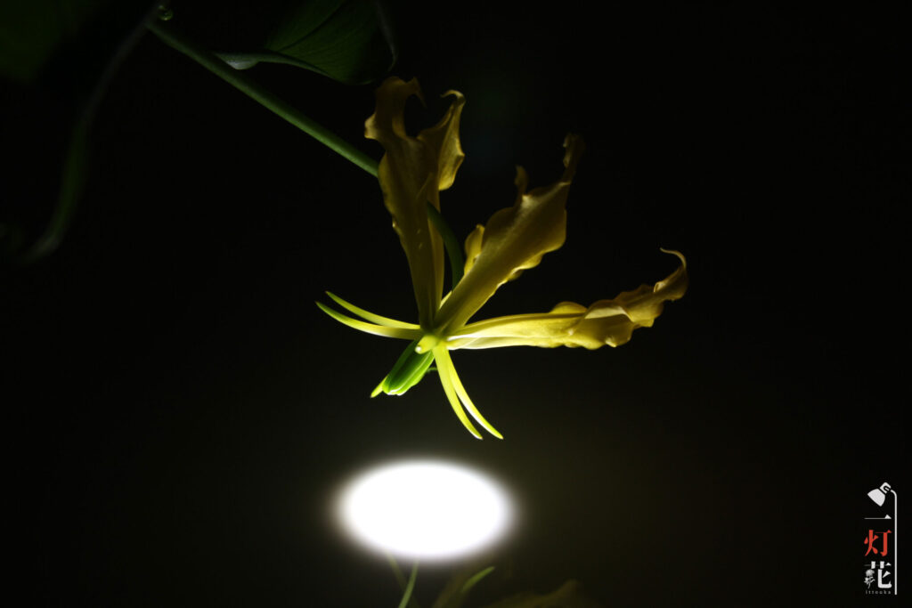 一灯花　グロリオサ