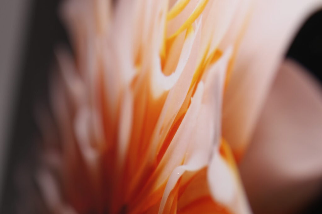 A4写真拡大